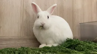 Кролик ест травку 🐰🌿