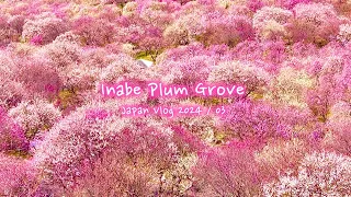 Inabe Plum Grove | Plum blossoms in spring in Mie | Japan Vlog