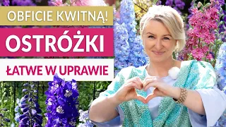 Najpiękniej kwitnące! OSTRÓŻKI - na rabaty i balkony. Rewelacyjne byliny dla każdego | GREEN CANOE