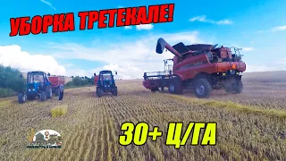 2 Мтз 82.1 соревнуются с комбайном Case IH 5140 за урожай тритикале с потенциалом 30+ц/га!