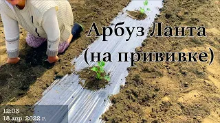 Арбуз Ланта  Антипрививочникам не смотреть!!!   HD 720p