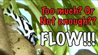 How Much Flow do Fancy Plecos Need? Too Much or not Enough FLOW??? Subscribe For More!!!