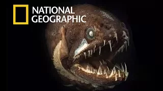 Fish Warrior - Texas Titan | Big Fish Catch / (Nat Geo)