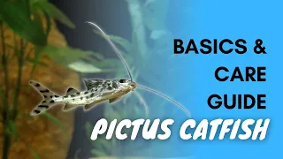 Pictus Catfish: Basics And Care