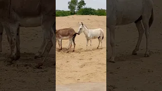 #animals #donkey #youtubeshorts #shortvideo #jungle #janwar