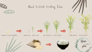Quá trình trồng cây lúa đến hạt gạo và bữa cơm ngon - How to make rice grains - 4K - KHÁM PHÁ 2 PHÚT