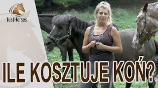 Ile kosztuje koń? Czyli jakiego konia kupić?