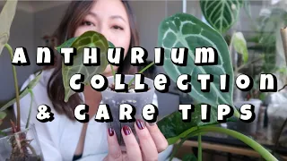 MY ANTHURIUM COLLECTION | CARE TIPS FOR RARE ANTHURIUMS