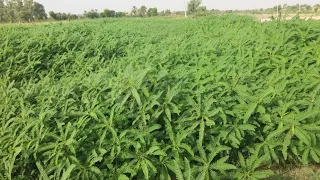 Sesbania Grass Kohenoor Janter جنتر nitrogen fixer grass. Improve soil, green manuring crop, Noorani