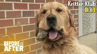 Silly Dog Can't Do Anything Without Rock In His Mouth | Before & After Makeover Ep 77