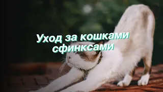 Уход за кошками сфинксами