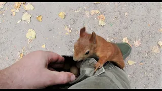 Немного про Ушастика / A little about a familiar squirrel