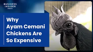 Why Ayam Cemani Chickens Are So Expensive