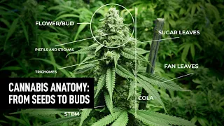 Cannabis Plant Anatomy | Episode 1: Seeds, Roots, Leaves & Stems