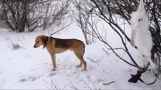 По белой тропе с русскими гончими