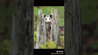 Opossum therian tiktok! 🕸🎍🍄🍁 #therian