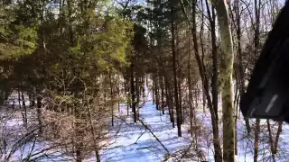 2016 Bear Escape first harvest. IN THE SNOW