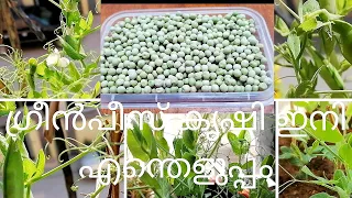 Green peas Krishi/Easy way to grow green peas in small containers/A special natural fertilizer used