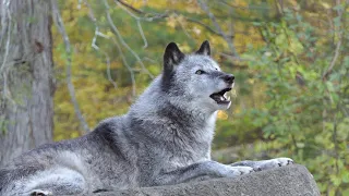 Black Wolf's Beautiful Autumn Howl