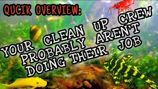 (Condensed) Your Aquarium Cleanup Crew Should Probably Be Fired! How To Truly Balance in Your Tanks.