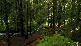 1 HOUR 4K Virtual Forest Walk along Middle Fork Trail at Snoqualmie region | Music For Sleeping