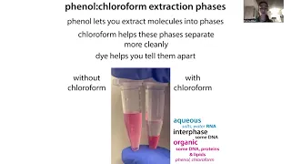 TRIzol extractions of RNA, DNA, and protein