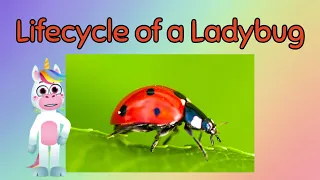 The Lifecycle of a Ladybug for Kids - Fun Facts and Quiz for Kids