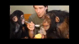 Chimp Dinner Live From Miami | Myrtle Beach Safari