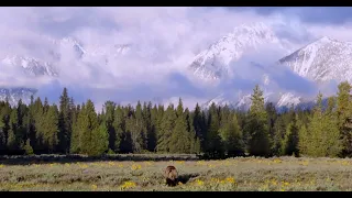Grizzly Bear Walks up to Camera-Wildlife Photography-Jackson Hole/Grand Teton Park/Yellowstone Park