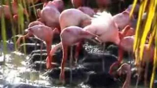 Dancing Flamingo Birds @ San Diego Zoo