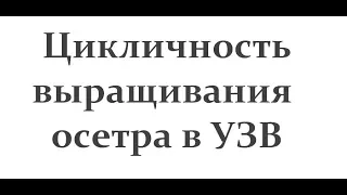 Цикличность выращивания осетра в УЗВ ! The cyclical nature of cultivation of sturgeon in RAS