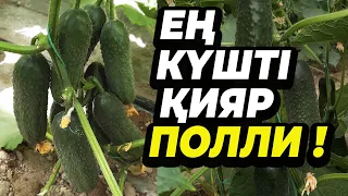 Ең күшті қияр ПОЛЛИ!