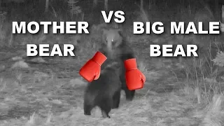 MOTHER BEAR VS MALE BEAR FIGHT