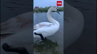 😂🦢 Всі гудуть! А він не чув!