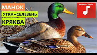 🔊ЗВУК ГОЛОС УТКА КРЯКВА ОСЕНЬ