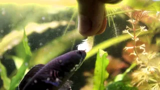 Training Snakehead Fish For Hand Feeding