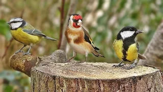 Bird Sounds Spectacular : Morning Bird Sound