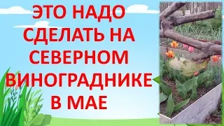 ЧТО ДЕЛАТЬ В МАЕ С ВИНОГРАДОМ НА СЕВЕРЕ. Как выращивать виноград.