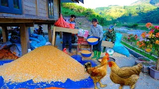 Episode 97 - Build a flower garden stone path, separate corn kernels for chickens to eat, daily life