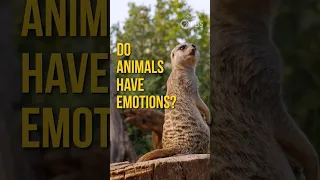 Do Animals Have Emotions? #worldanimalday #janegoodall