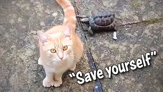 Ozzy Man Reviews: Tortoise vs Cat #2