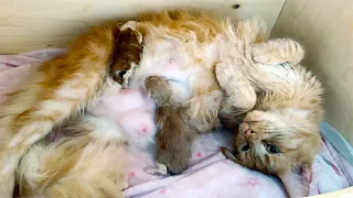 MAIN COON MELISSA AND KITTENS SECOND DAY