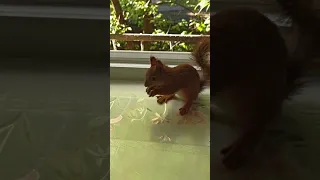 Самая любопытная белка(забыла зачем пришла)#animals #shorts #squirrels #белкаlifestyle