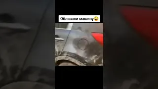 ОБЛИЗАЛИ ВСЮ МАШИНУ😂😂😂