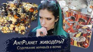 AntPlanet живодёры! Зачем они это делают?!