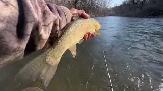 Catching Brown And Rainbow Trout With Jerk Bait  ( Creek Fishing PA )
