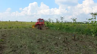 Уничтожение борщевика навсегда быстро и без химии