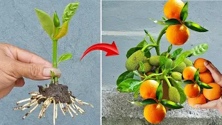 The technique of grafting jackfruit trees with ripe oranges using Coca Cola to promote faster fruit