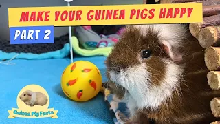 The Ultimate Guide to Happy Guinea Pigs - Part 2