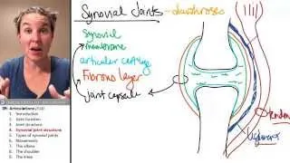 Articulations 4- Synovial joint anatomy